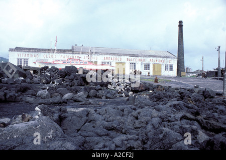 Abandoned whaling station strewn with whale bones Stock Photo