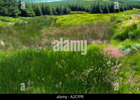 Fir tree plantation deep in the Scottish countryside near Shoulder of Corlae on the Southern Upland Way Stock Photo