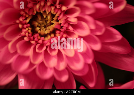 South Africa chrysanthemum plant Stock Photo Alamy