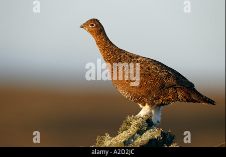 Red Grouse (Lagopus lagopus scoticus) female, on drystone wall, UK Stock Photo