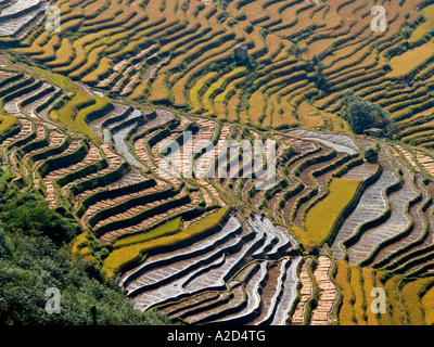 the stunning rice terraces of Yuanyang in the fall Yunnan China Stock Photo