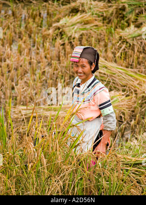 Hani woman surrounded by rice Yunnan China Stock Photo