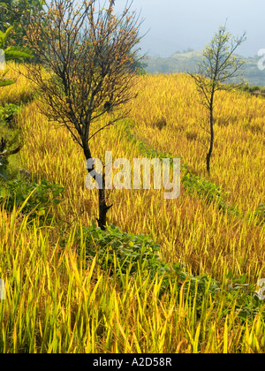 brilliant autumn colors in rice fields Yunnan China Stock Photo