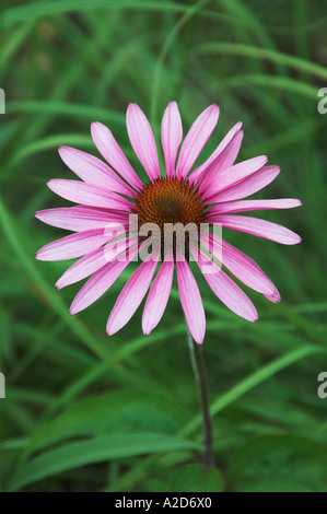 A single prairie wildflower closeup the purple cone flower or Echinacea purperea Stock Photo