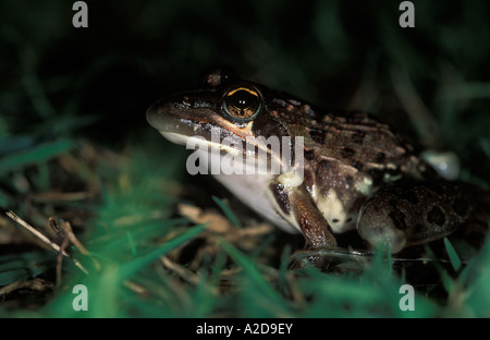 Common river frog Afrana angolensis KwaZulu Natal South Africa Stock Photo
