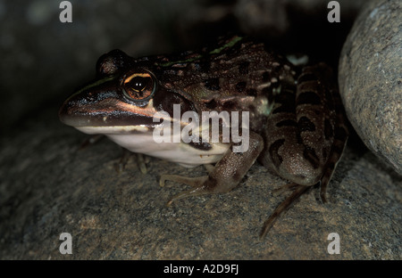Common river frog Afrana angolensis KwaZulu Natal South Africa Stock Photo