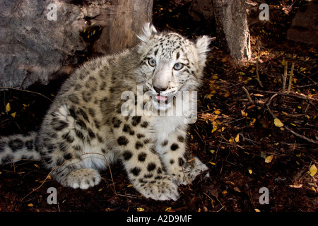 MC-259D  SITTING SNOW LEOPARD KITTEN Stock Photo