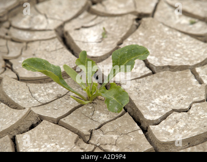 DRY CRACKED EARTH IN FIELD WITH SMALL SUGAR BEET SEEDLINGS GROWING THROUGH, HAPPISBURGH, NORFOLK, EAST ANGLIA, ENGLAND, UK, Stock Photo