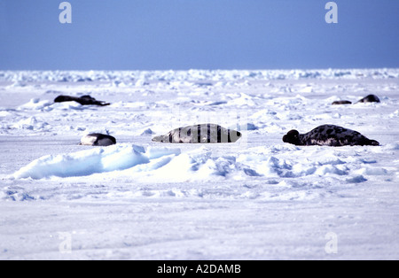 MSL-444   HOODED SEAL FAMILY, MALE WITH INFLATED NOSE Stock Photo