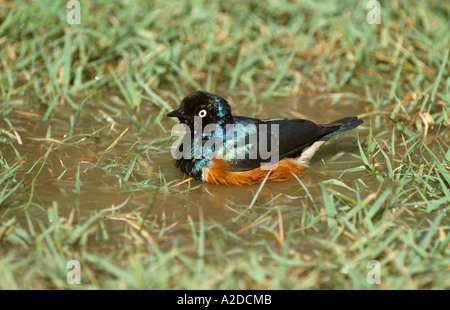 Superb Starling Spreo superbus Bathing Stock Photo