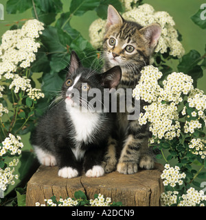 Two Kittens Tabby & Black & White in Garden Setting Stock Photo