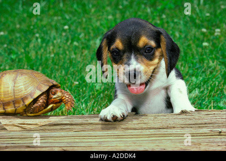 Beagle puppy and box turtle friends meet on bench, Midwest USA Stock Photo