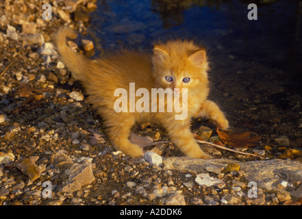 Yellow tabby kitten playing by the edge of a pond Stock Photo