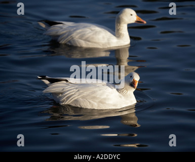 Lesser Snow geese Anser caerulescens Stock Photo