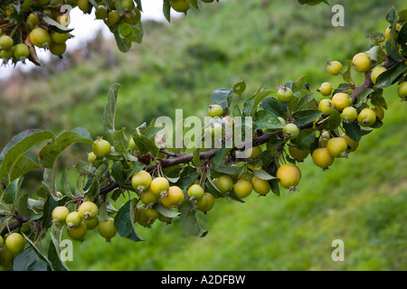 A branch laden with crabapples at the village of Rathven Stock Photo