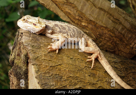 Close up of a Bearded Dragon Stock Photo
