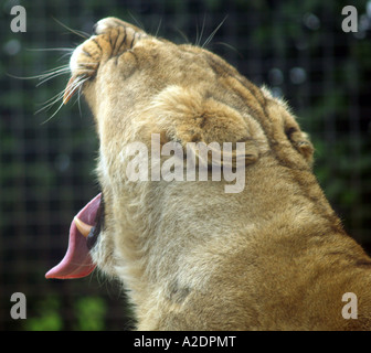 Close up of a Female Asiatic Lion Yawning Stock Photo