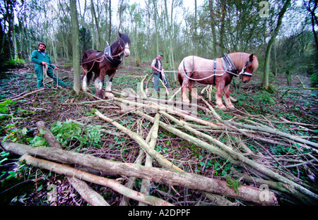 Heavy horses clearing fallen timber from woodland at Foxholes Brow downland East Sussex Stock Photo