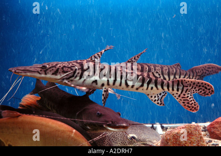 catfishes in aquarium Pseudoplatystoma fasciatum Tiger Shovelnose Stock Photo