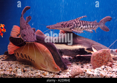 catfishes in aquarium Pseudoplatystoma fasciatum Tiger Shovelnose and Phractocephalus hemioliopterus Red-tailed catfish Stock Photo