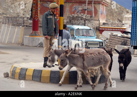 India Ladakh region state of Jammu and Kashmir Leh Donkeys in the main street Stock Photo