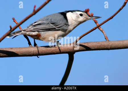 White-breasted Nuthatch perched on branch Stock Photo