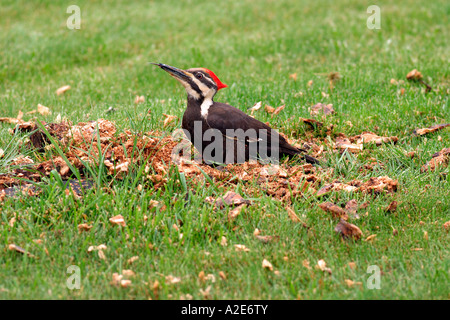 Pileated Woodpecker at tree stump in suburban yard with tongue sticking out Stock Photo