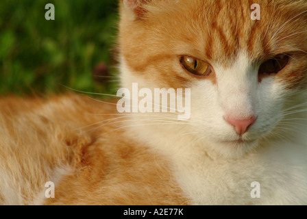 Portrait of a cat lying on a lawn Stock Photo