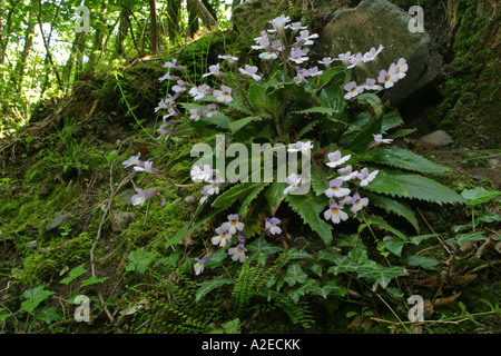 Gesneriaceae, Haberlea rhodopensis Stock Photo
