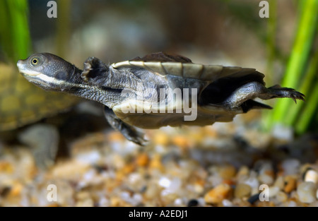 Australia, native turtle, juvenile Macquarie short-necked turtle ...