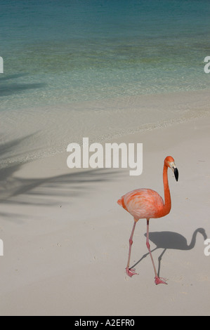Aruba, Renaissance Island, pink flamingo Stock Photo