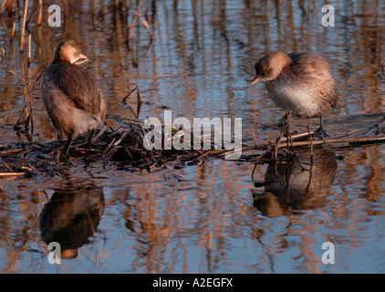 A pair of Little Grebes Tachybaptus ruficollis or Dabchick standing on a raft of fallen reed stems Stock Photo