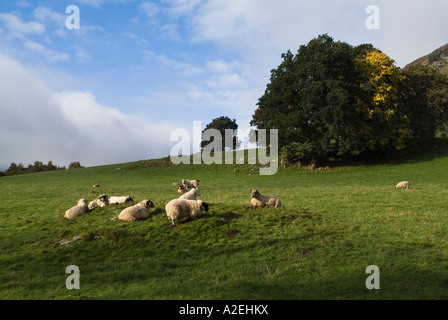 dh Scottish blackface HIGHLANDS PERTHSHIRE Scotland Flock grazing in green field hill black faced sheep rural pastures uk countryside farming farmland