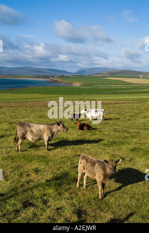 dh Cow ANIMALS UK uk Beef cattle cows and calves grazing in field above Scapa Flow shore Orkney young scottish farming land Stock Photo