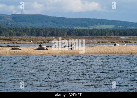 dh Common seals SEAL SUTHERLAND Harbour seal colony basking on sand bank Loch Fleet animal bask shore coast uk phoca vitulina north sea scotland Stock Photo