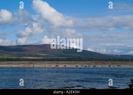 dh Common seals SEAL SUTHERLAND Common seals basking on sand bank Loch Fleet coast north sea beach colony Stock Photo