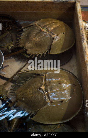 dh Mangrove horseshoe crabs NORTH POINT HONG KONG fresh fish market crab live asia Stock Photo