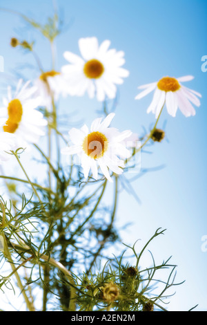 Camomile flowers, close-up Stock Photo