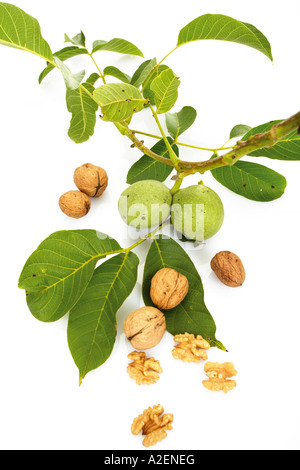 Fresh walnuts on twig and walnuts Stock Photo