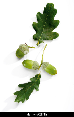 Acorns and oak leaves Stock Photo