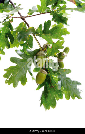 Acorns and oak leaves Stock Photo