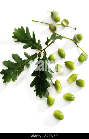 Acorns and oak leaves Stock Photo