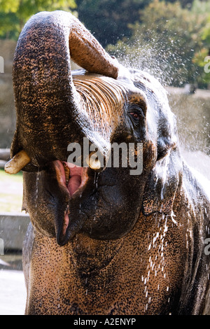 Germany, Köln, Asian Elefant in zoo Stock Photo