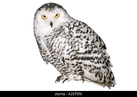 Germany, Hellenthal, Snowy Owl, close-up Stock Photo