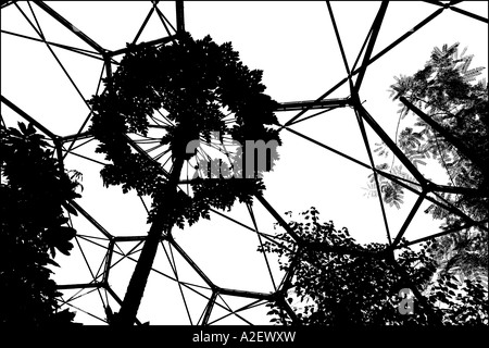 Palm Tree, Eden Project, Cornwall, England Stock Photo