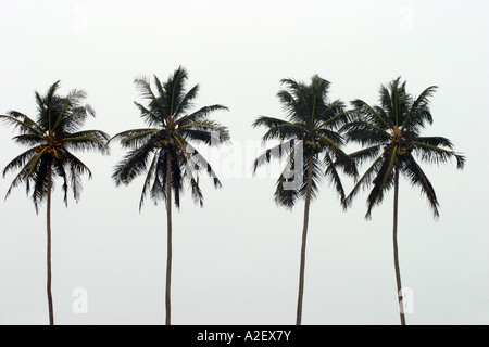 Four palm trees in a line, Bentota, Sri Lanka Asia Stock Photo