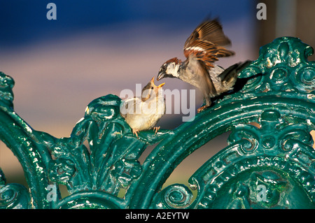 Mother bird feeding baby bird Stock Photo