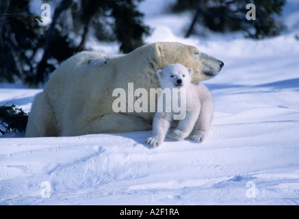 Female Polar Bear lying down with cub or coy under chin, Canada, Manitoba, Churchill Stock Photo