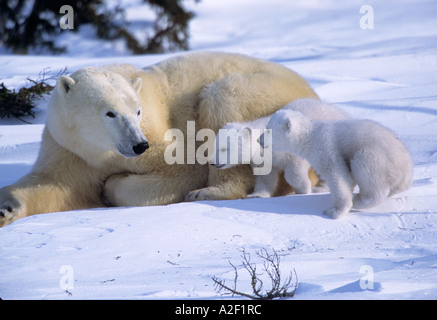 Female Polar Bear Lying Down with 2 coys(cubs of the year) Running Toward Her, Canada, Manitoba, Churchill Stock Photo