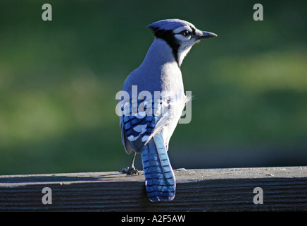 Flying blue jay hi-res stock photography and images - Alamy